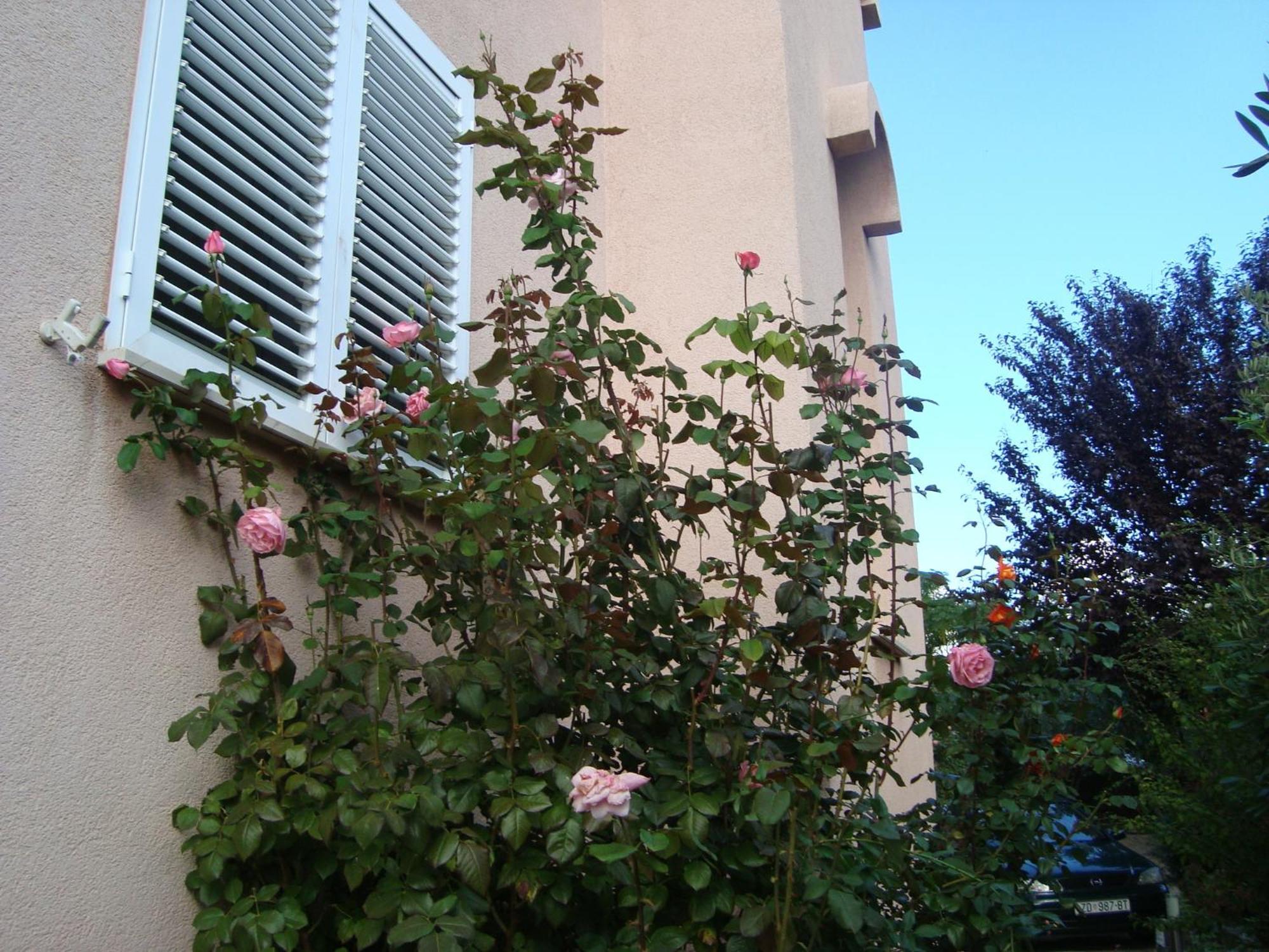 Apartments Eja Zadar Eksteriør bilde